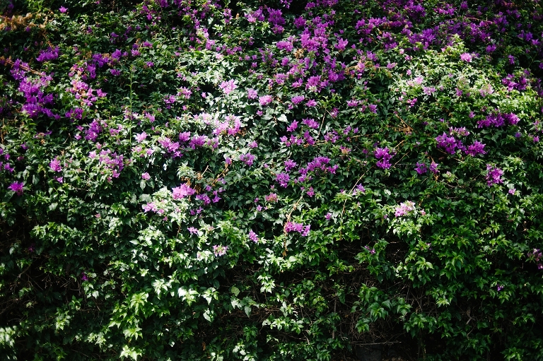 maui travel photography jasmine nicole photo -28