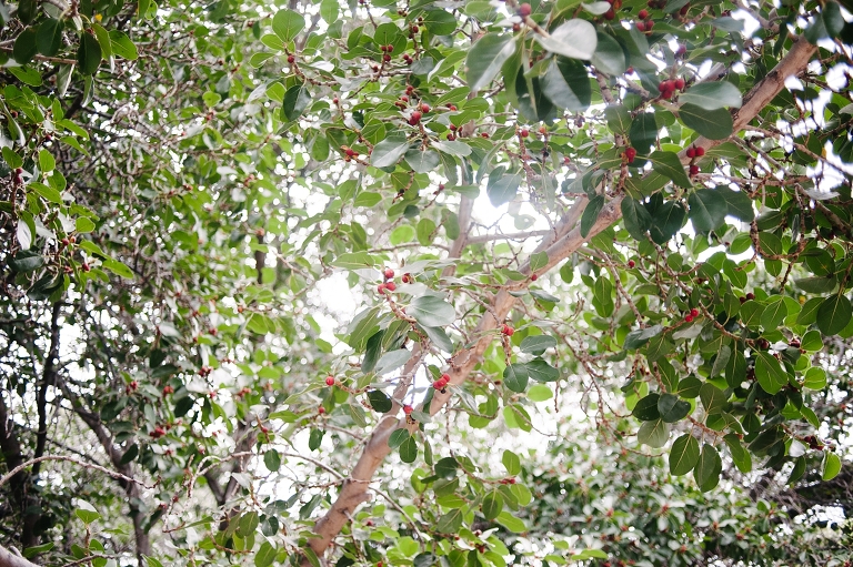 maui travel photography jasmine nicole photo -3