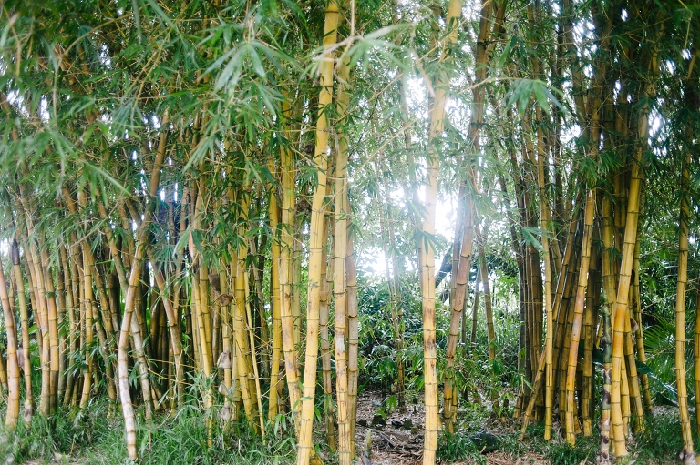 maui travel photography jasmine nicole photo -37