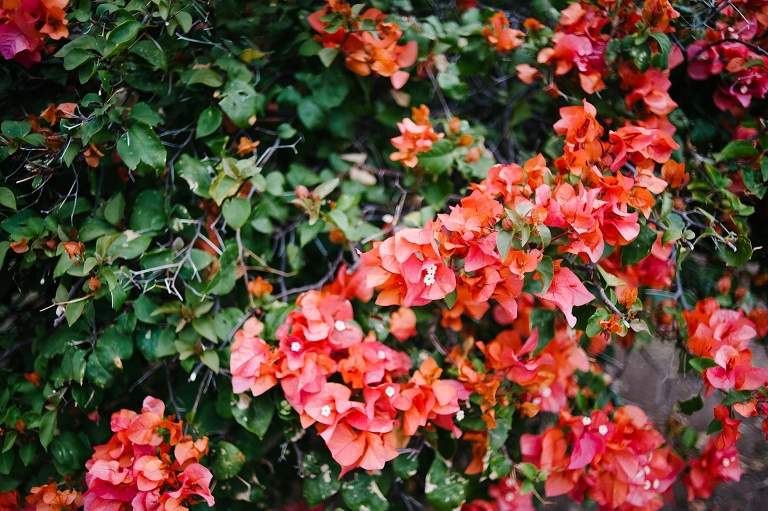 maui travel photography jasmine nicole photo -4