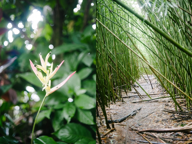 maui travel photography jasmine nicole photo -40