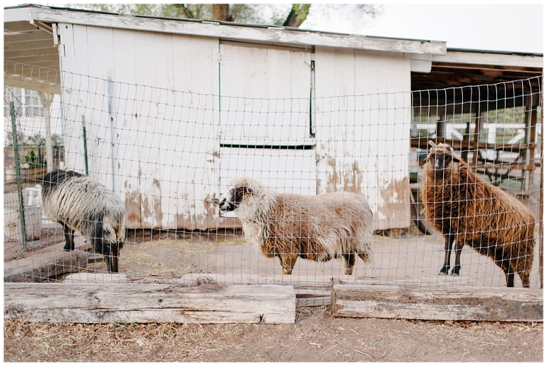 Ethan + Jessica Los Poblanos Inn Albuquerque New Mexico Wedding Photography Jasmine Nicole Photography -223